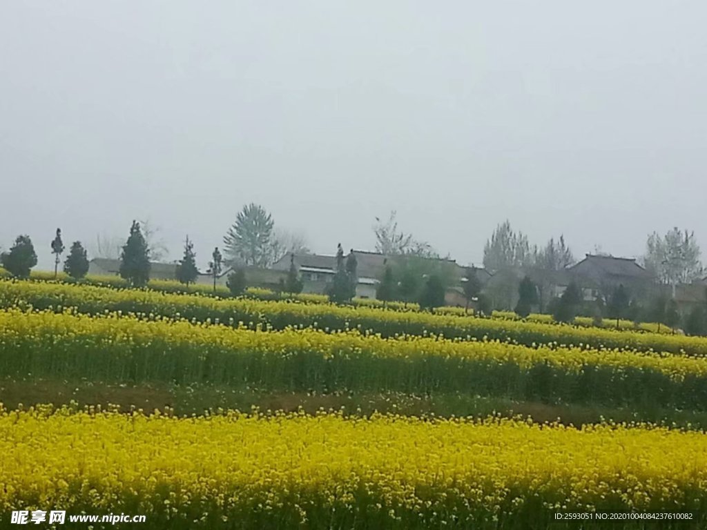 油菜花 花田 油菜 黄色 小花