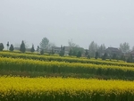 油菜花 花田 油菜 黄色 小花