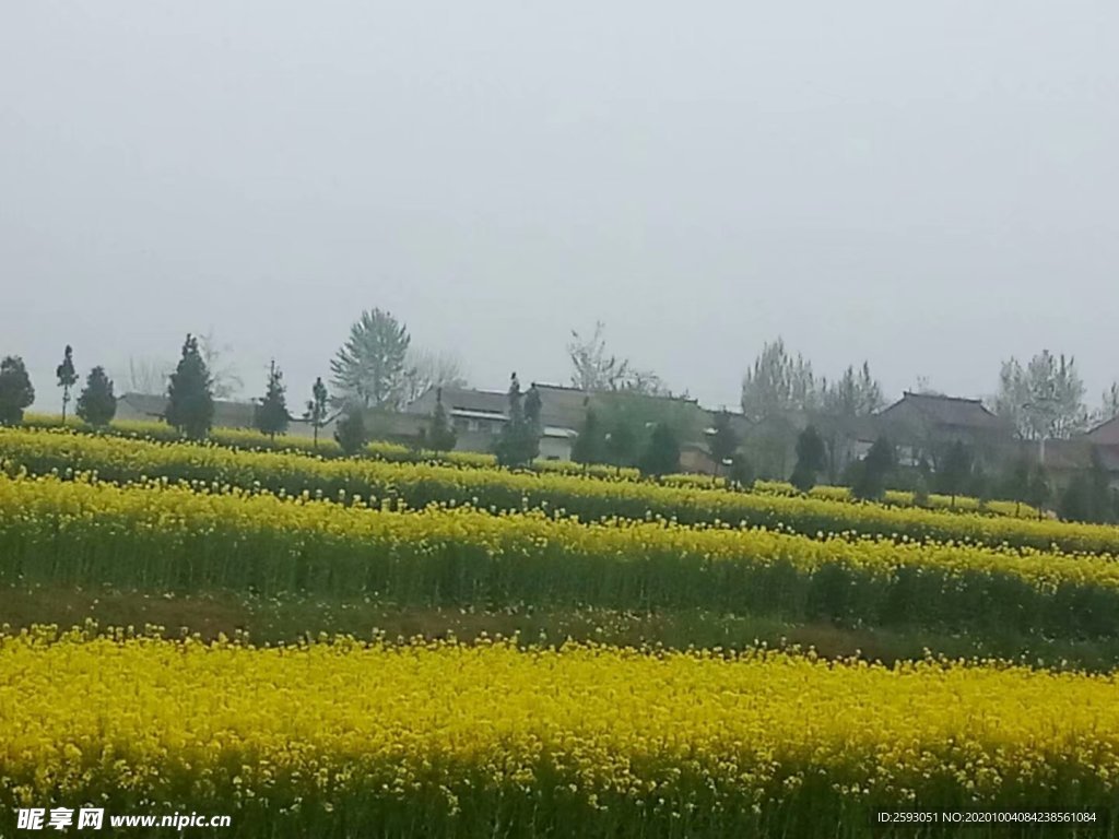 油菜花 花田 油菜 黄色 小花