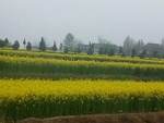 油菜花 花田 油菜 黄色 小花
