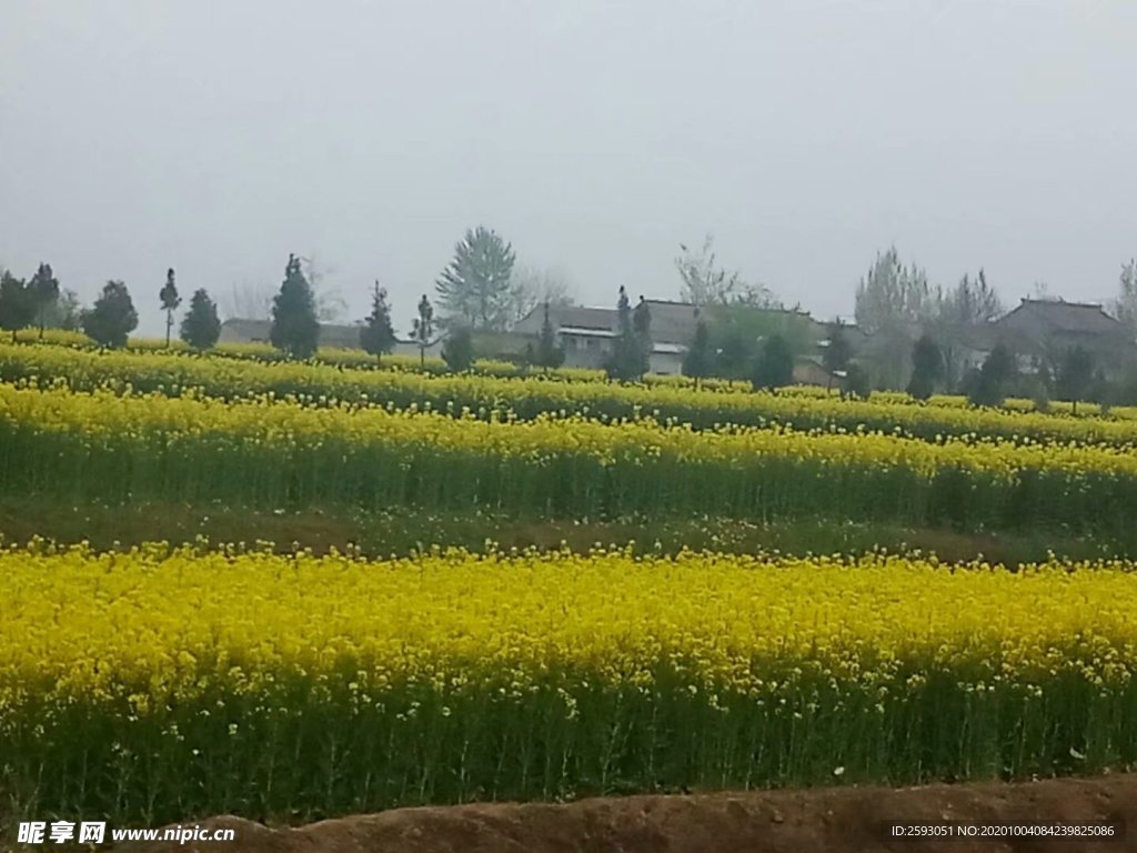 油菜花 花田 油菜 黄色 小花