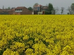 油菜花 花田 油菜 黄色 小花