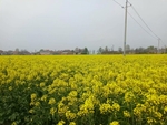 油菜花田