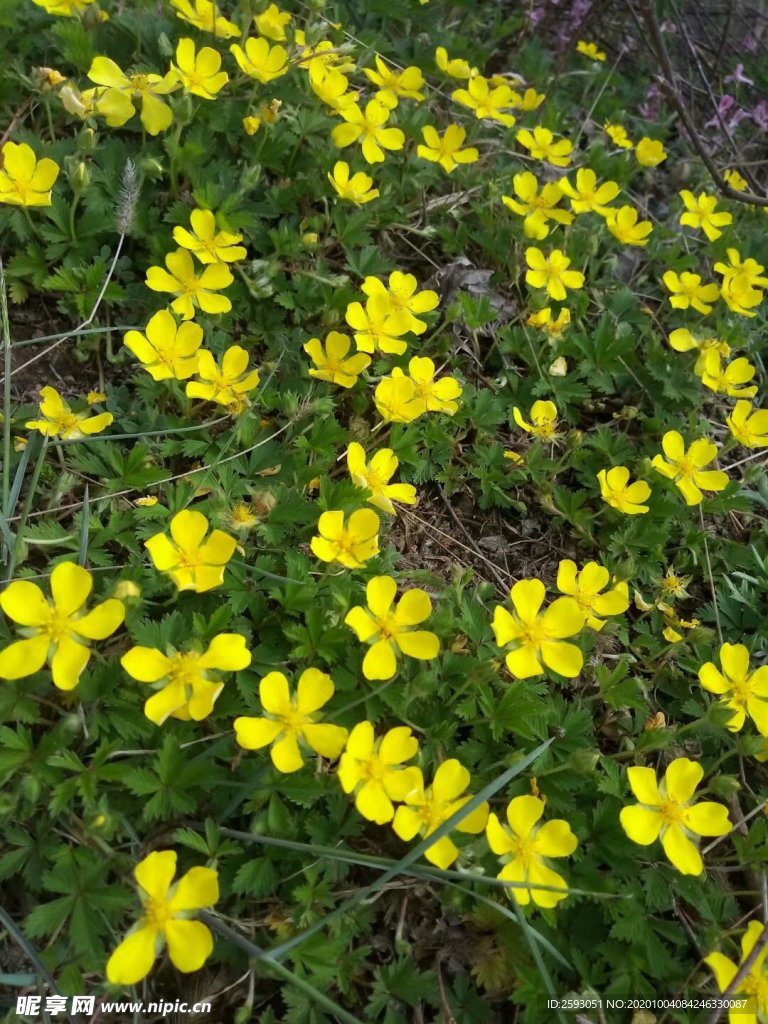 绢毛匍匐委陵菜 黄色小花 绿植