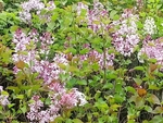 丁香 百里香 粉色 绿化 植物