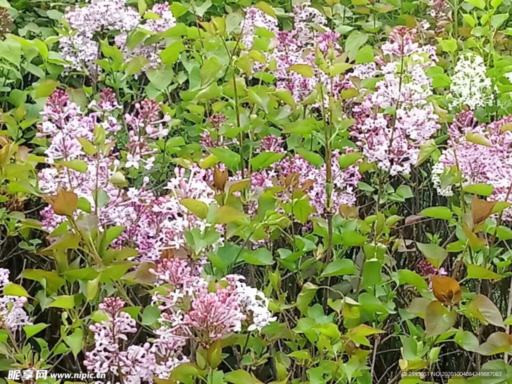 丁香 百里香 粉色 绿化 植物