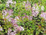 丁香 百里香 粉色 绿化 植物
