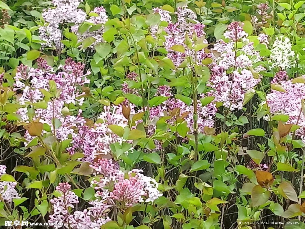 丁香 百里香 粉色 绿化 植物