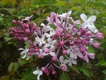 丁香 百里香 粉色 绿化 植物