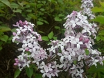丁香 百里香 粉色 绿化 植物