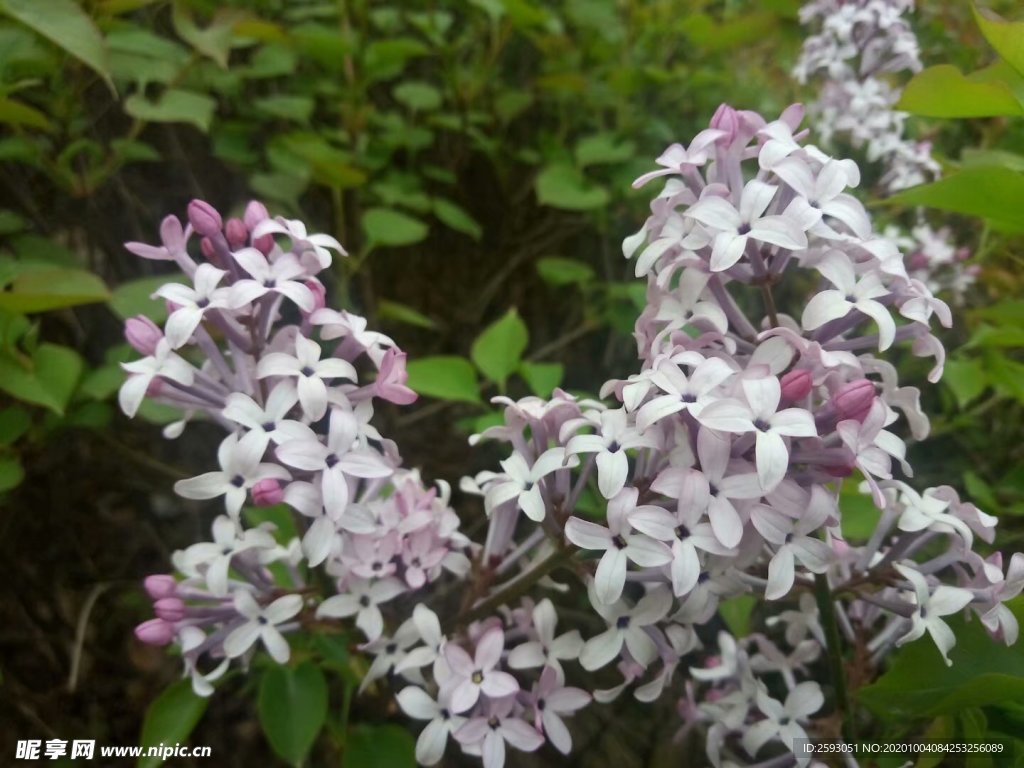 丁香 百里香 粉色 绿化 植物