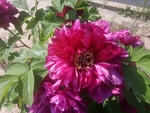 牡丹 国花 红色 芍药 园林