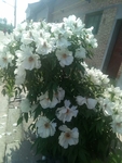芍药 白色 绿植 园林 绿化
