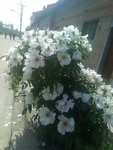 芍药 白色 绿植 园林 绿化