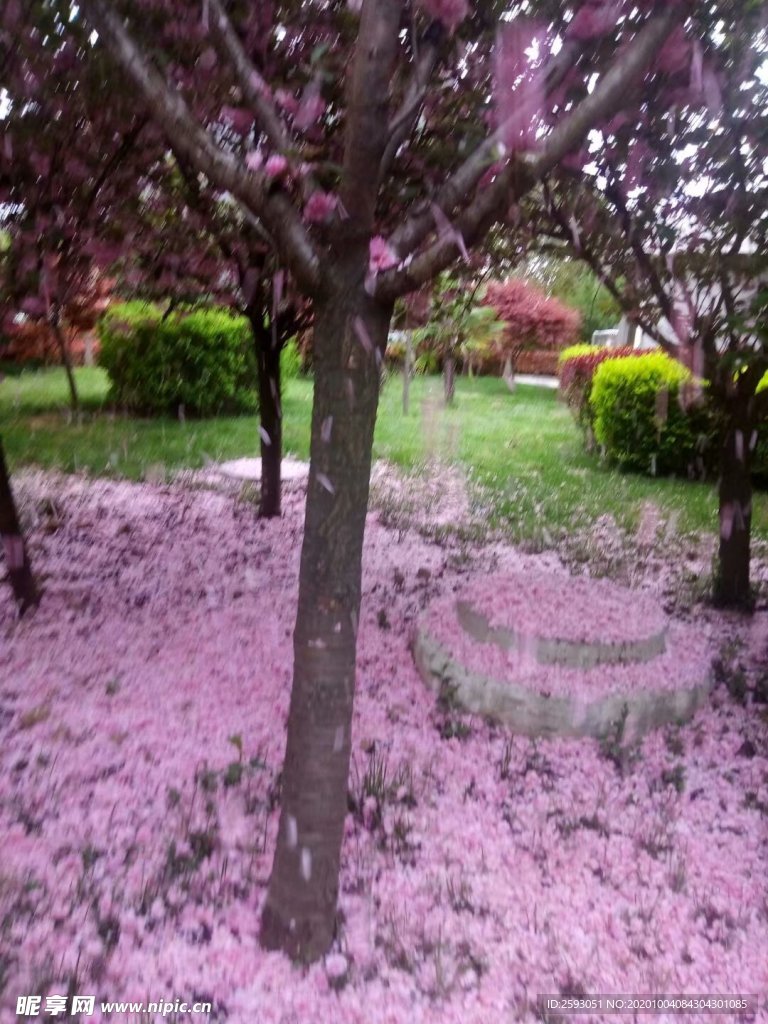 樱花 粉色 美景 园林 绿植