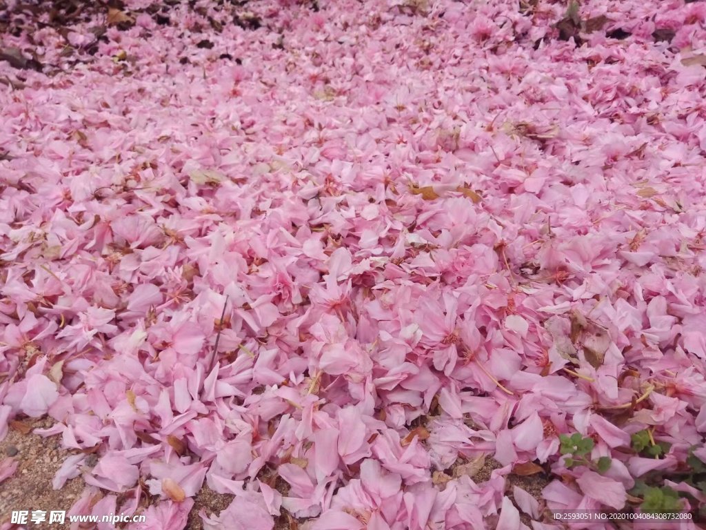 樱花 粉色 美景 园林 绿植