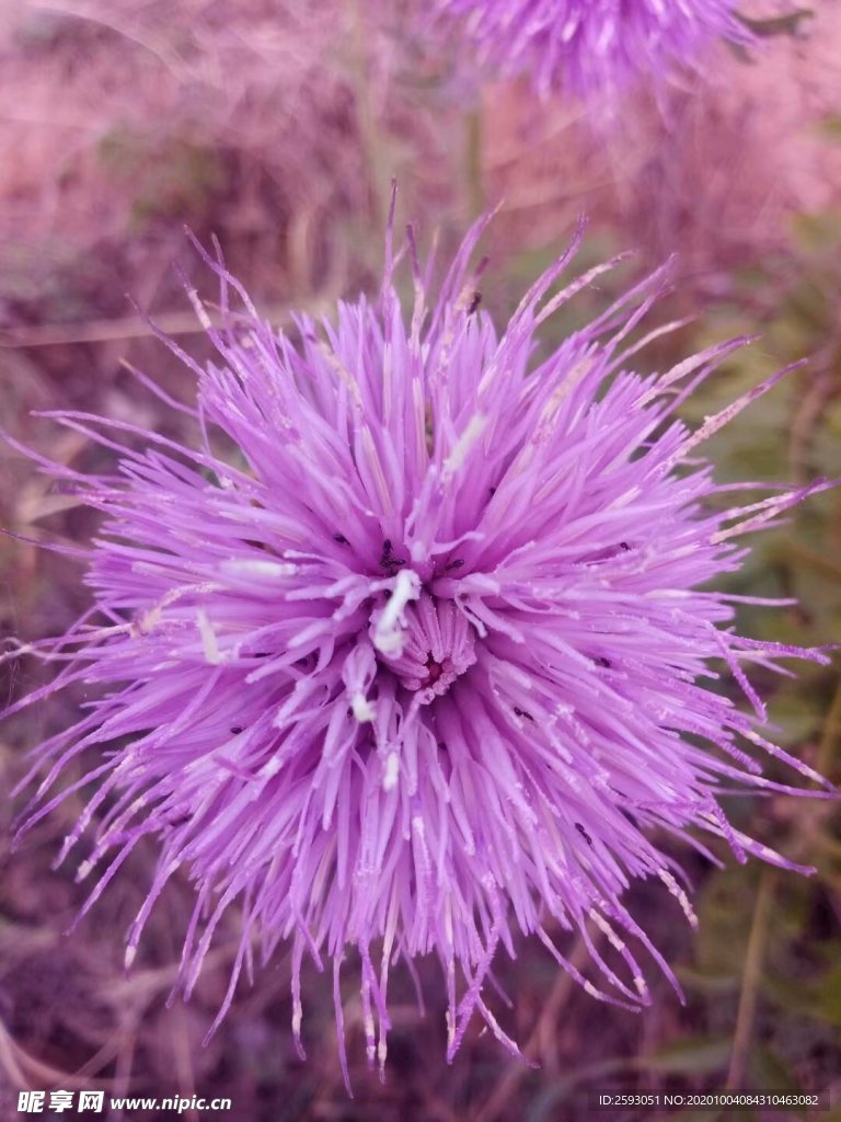 荆棘花 粉色 野花 药材 植物