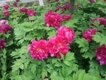 牡丹 国花 红色 芍药 园林