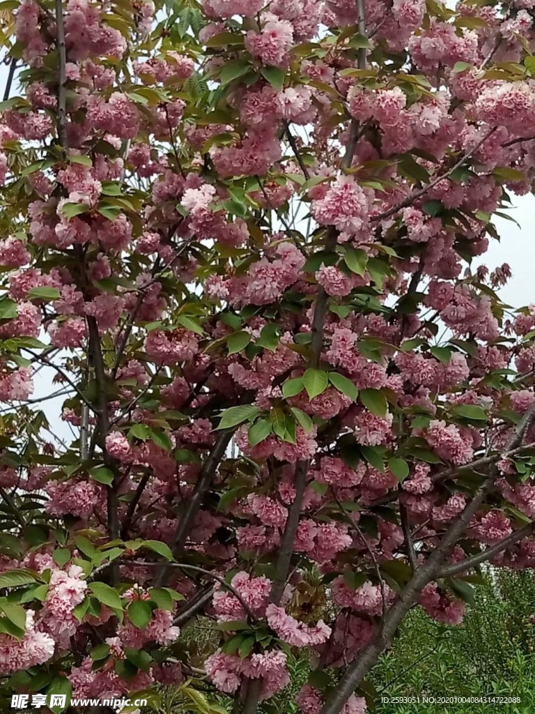 樱花 粉色 美景 园林 绿植