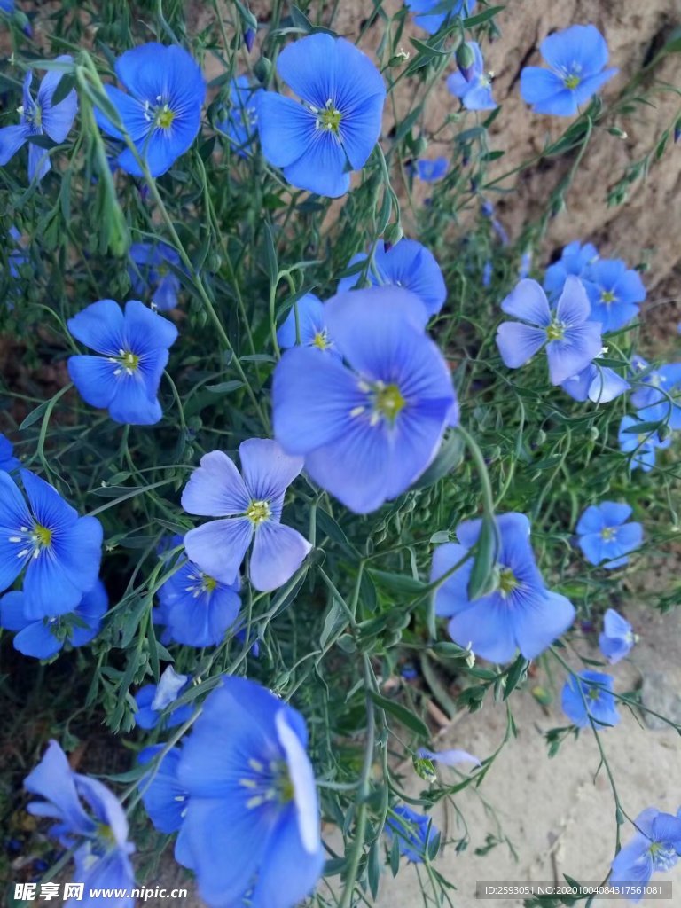 蓝色 蓝花 兰花 绿植 园林