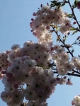 樱花 白色 美景 园林 绿植