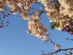 樱花 白色 美景 园林 风景