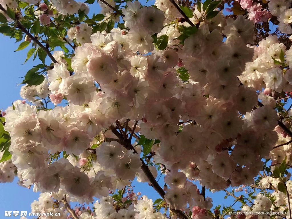樱花 白色 美景 园林 风景