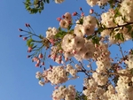 樱花 白色 美景 园林 风景