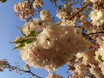 樱花 白色 美景 园林 风景
