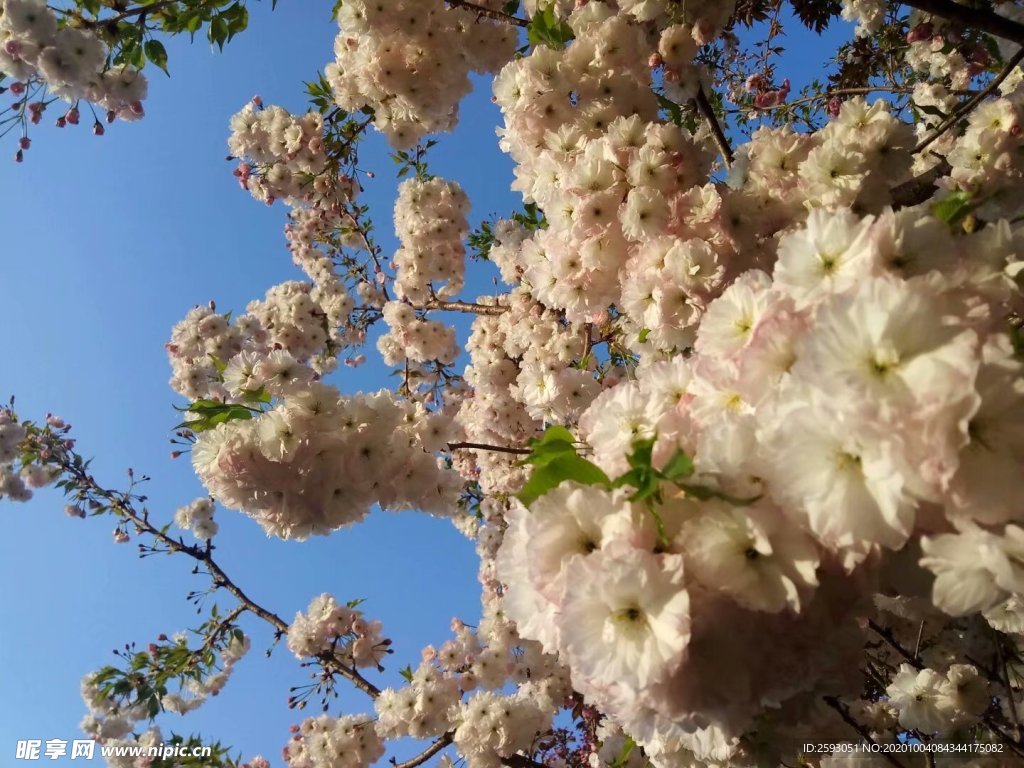 樱花 白色 美景 园林 风景