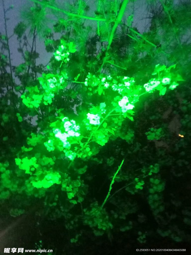 绿色 花 美景 园林 植物