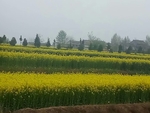 油菜花 黄色 美景 园林 植物