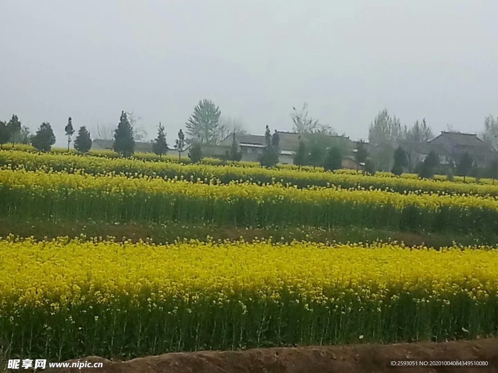 油菜花 黄色 美景 园林 植物