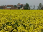 油菜花 黄色 美景 园林 植物