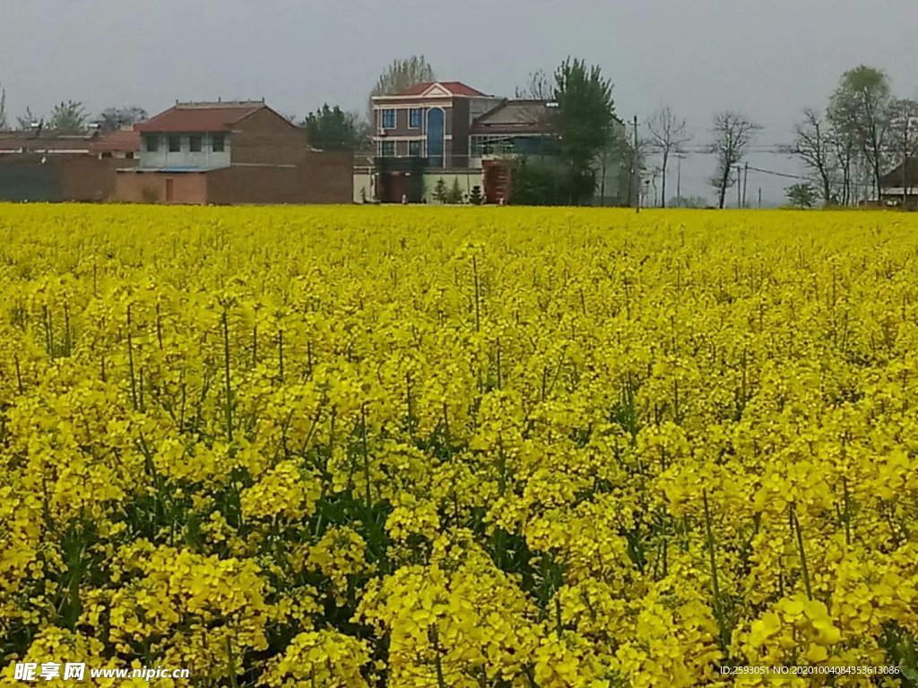 油菜花 黄色 美景 园林 植物