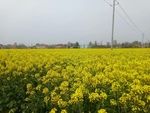 油菜花
