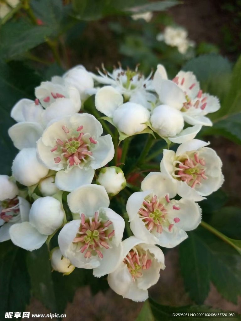 蔷薇 月季