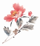 国画牡丹