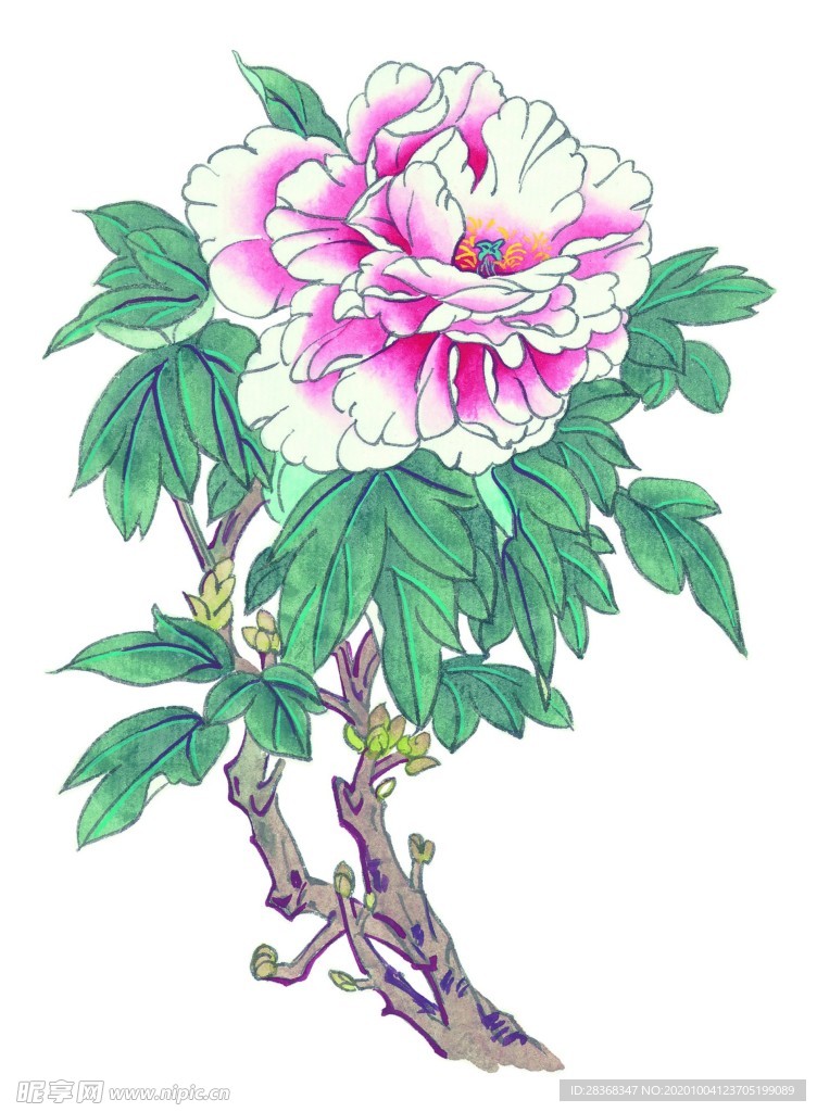 国画牡丹