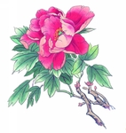 国画牡丹