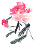 国画牡丹