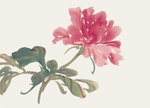 国画牡丹