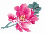 国画牡丹