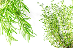 绿色植物迷迭香