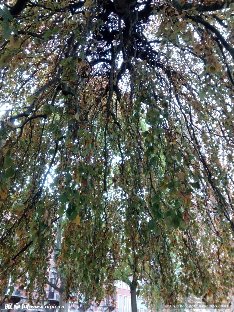 披发大树