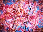 樱花 开花
