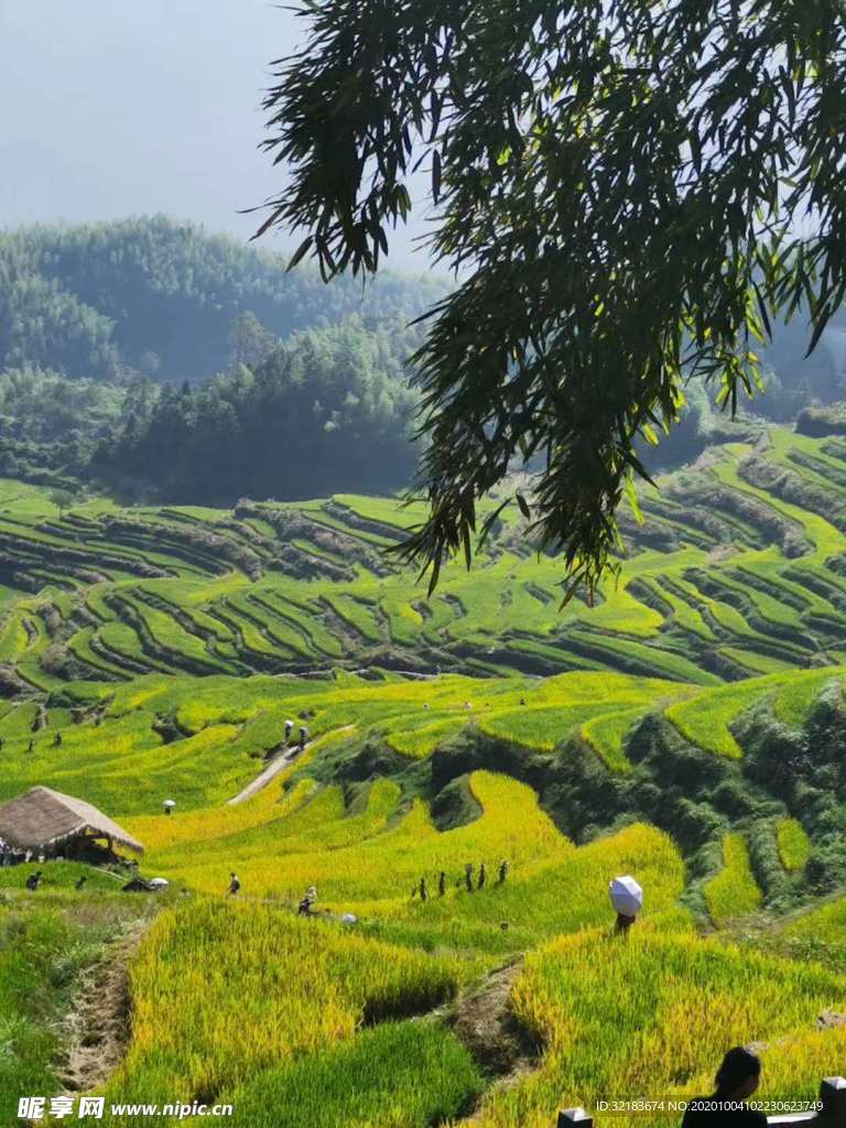 丽水梯田