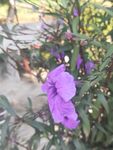紫色 花朵 蝴蝶 粉色 小花