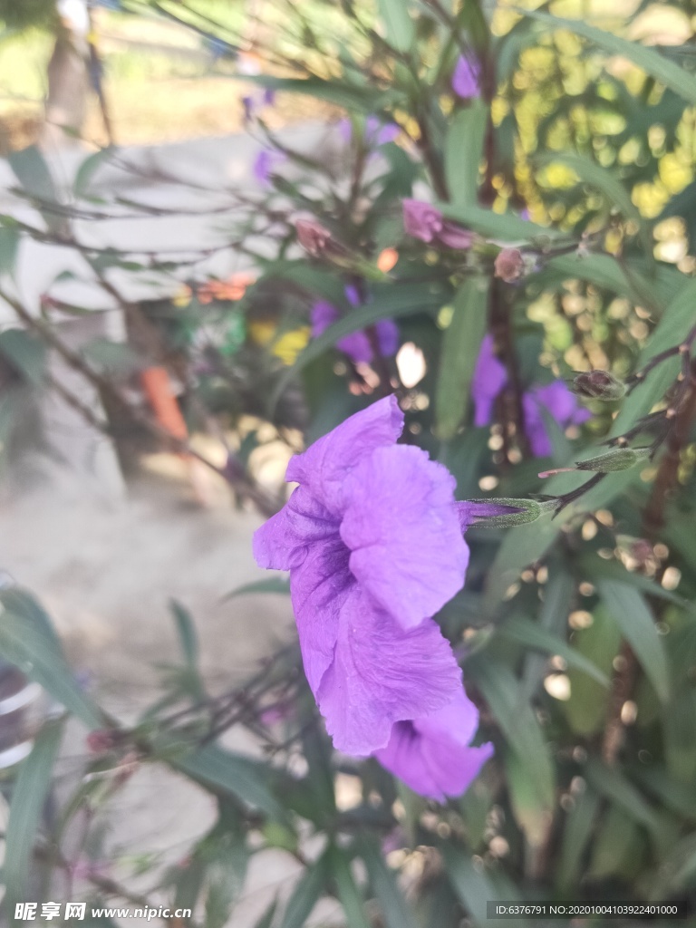 紫色 花朵 蝴蝶 粉色 小花