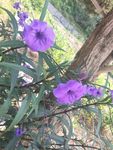 紫色花朵蝴蝶